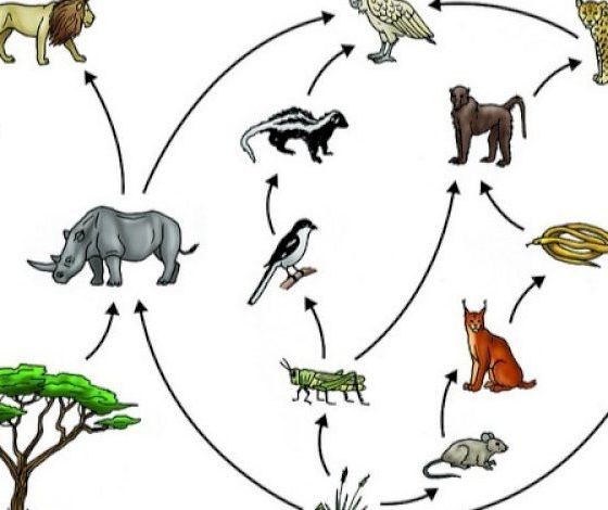 دورة حياة الحيوانات