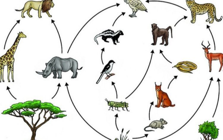 دورة حياة الحيوانات